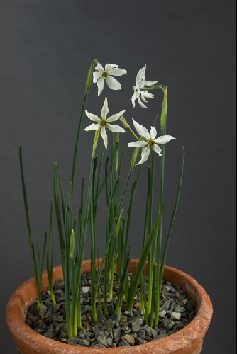 Narcissus elegans